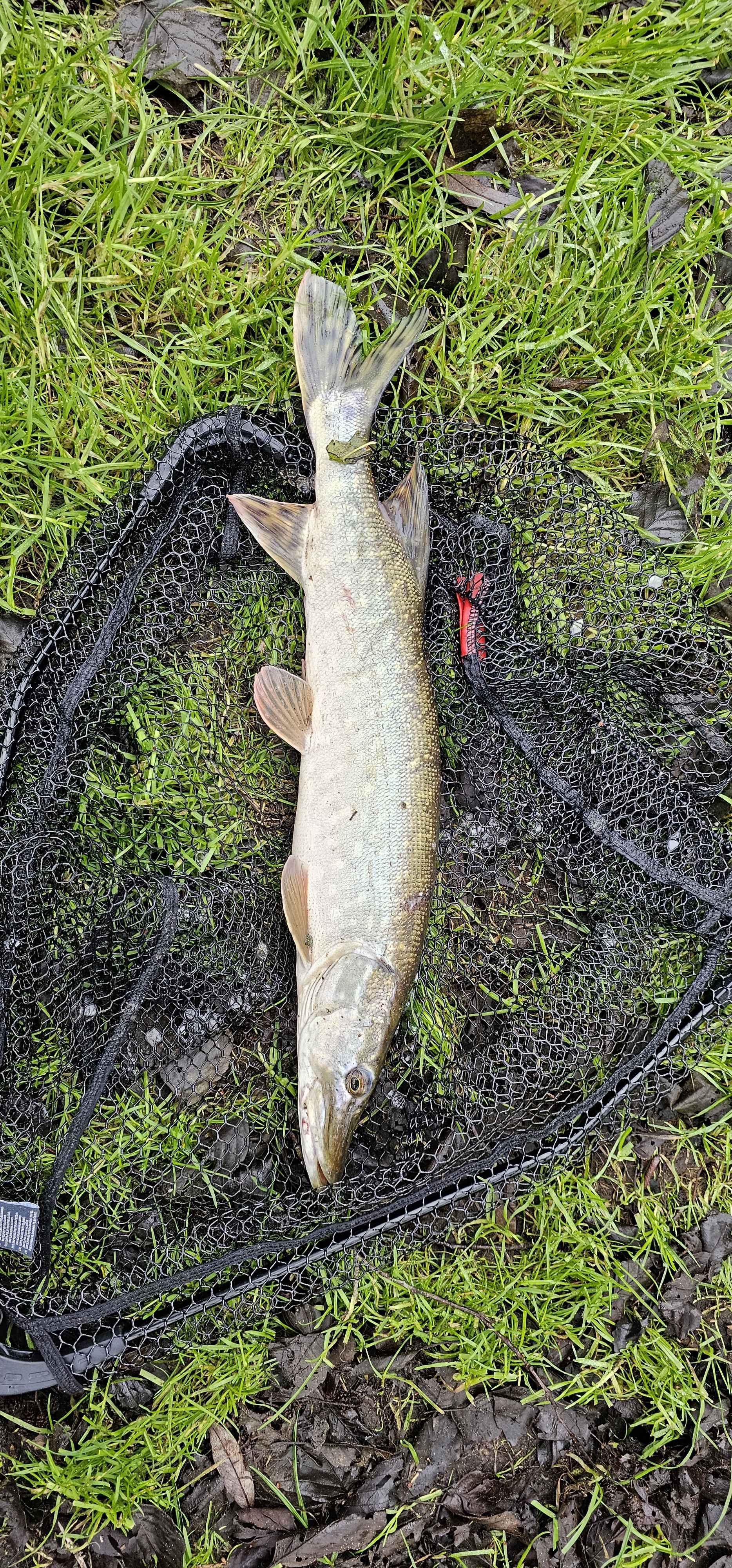 Northern pike in England