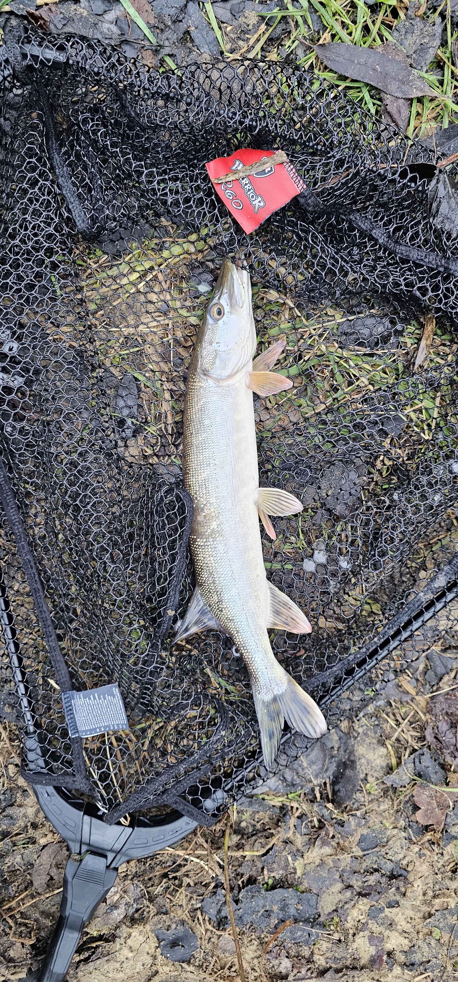 Northern pike in England