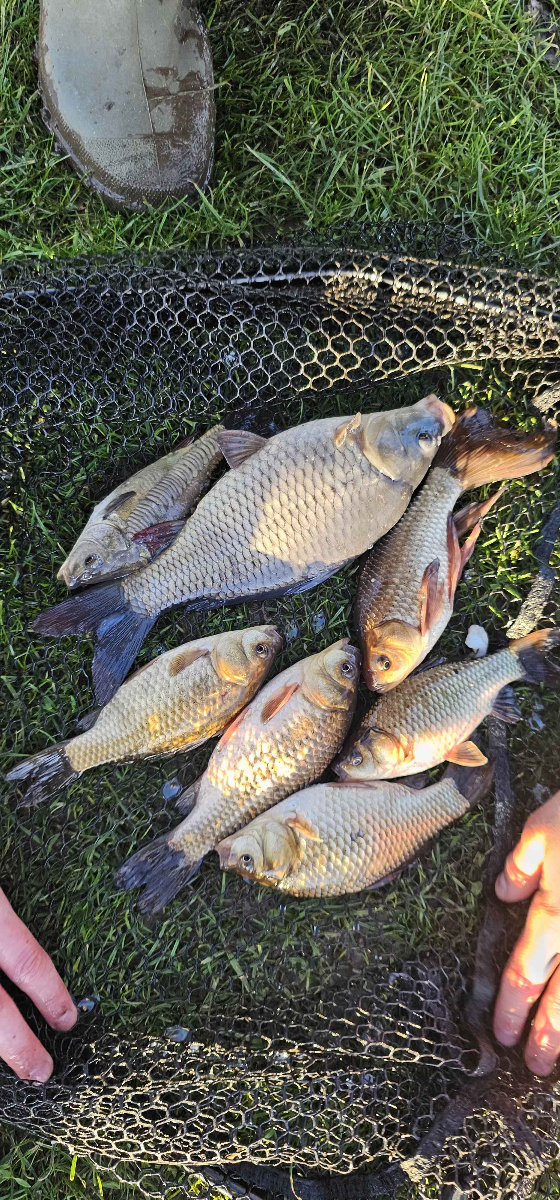 Common carp, Crucian carp, Mirror carp in England