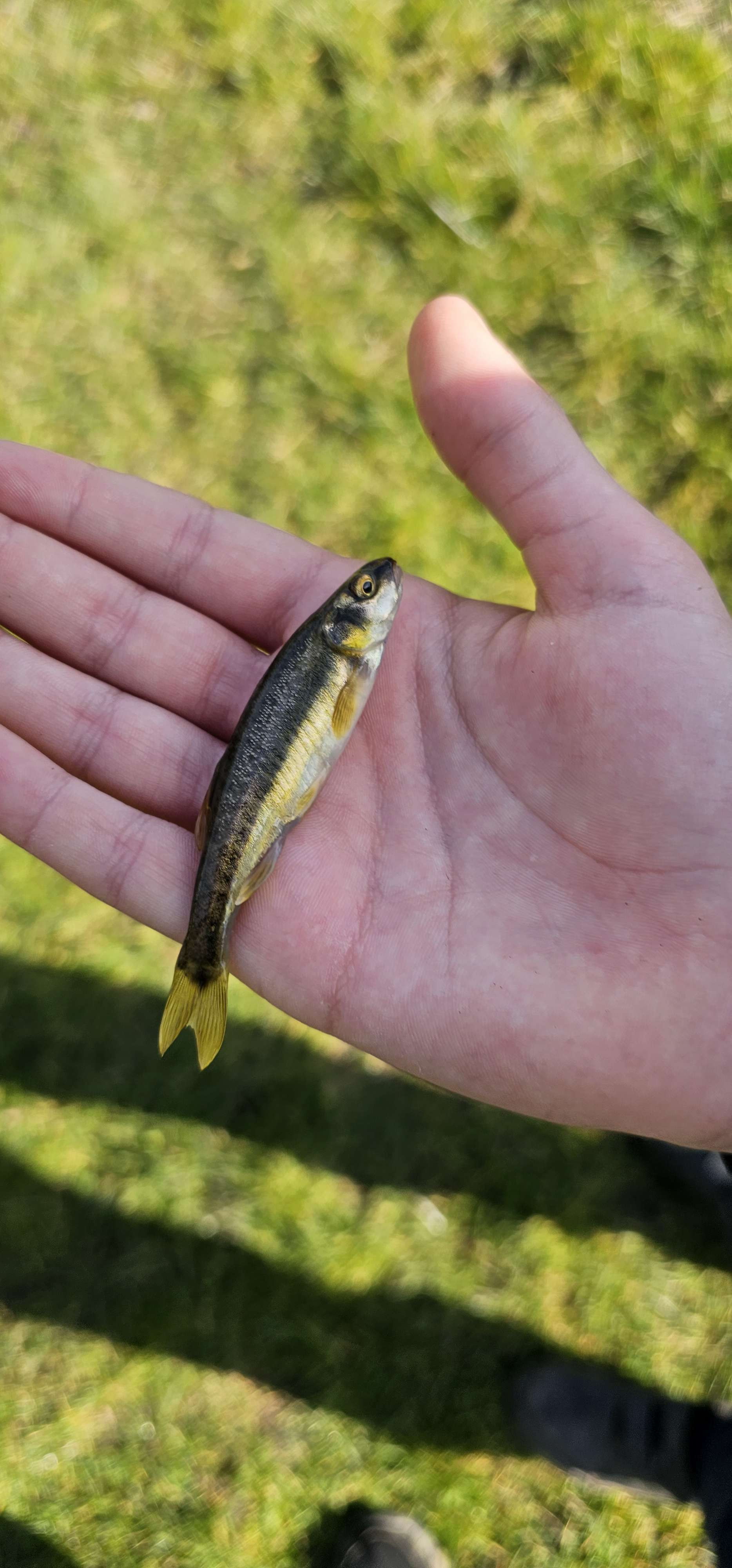 Fishing in England