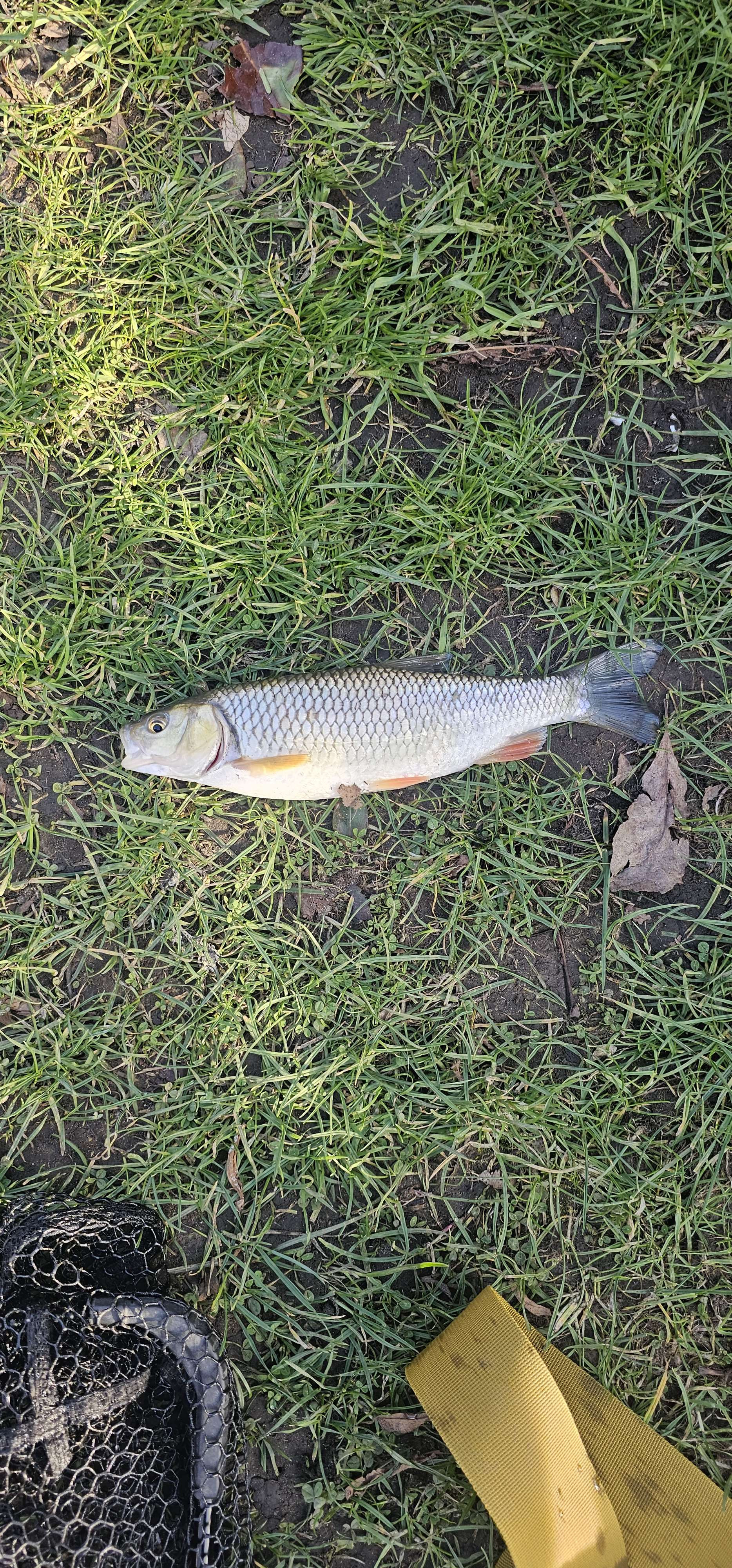 Fishing in England