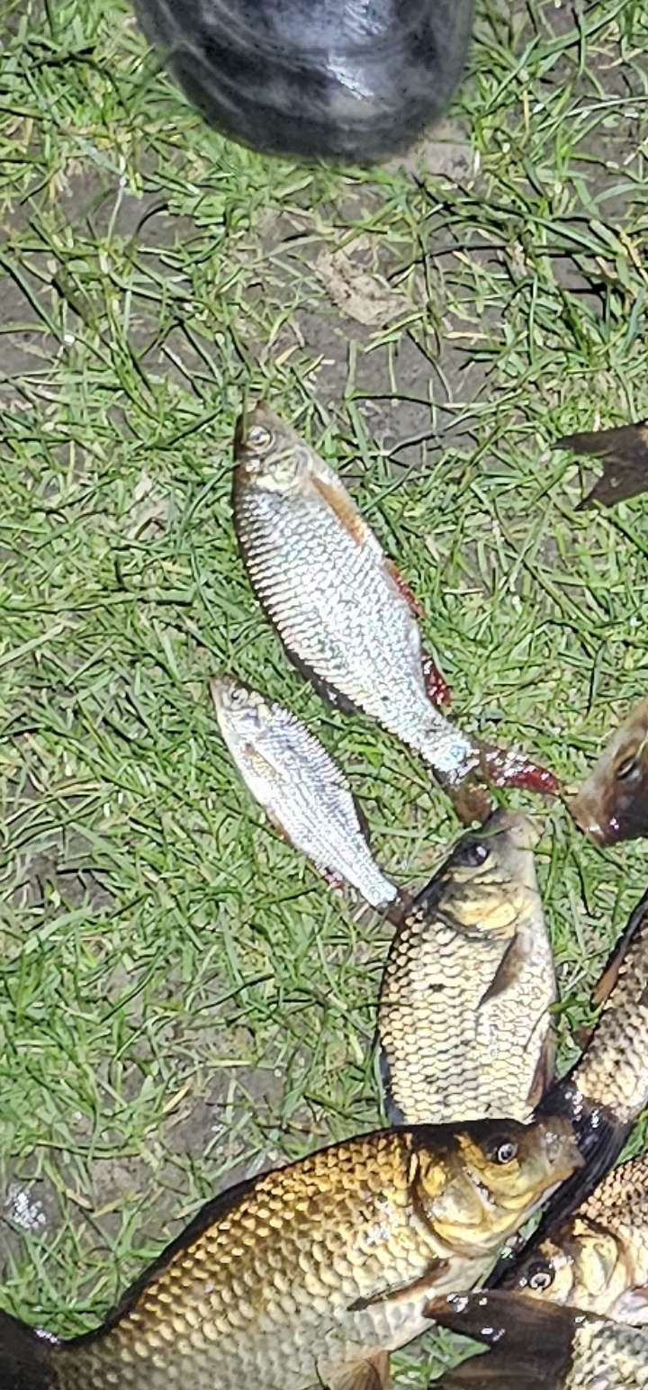 Roach in England