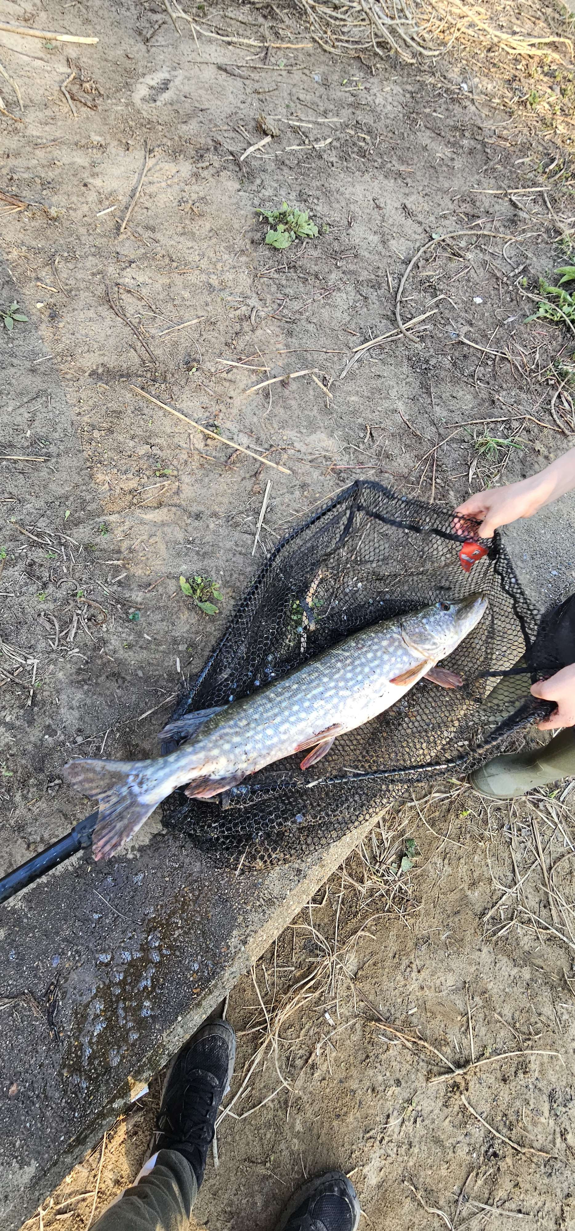 Northern pike in England