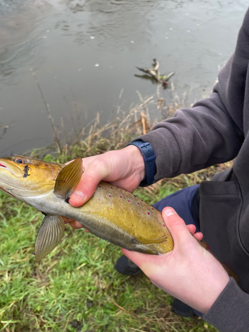 Brown trout in England