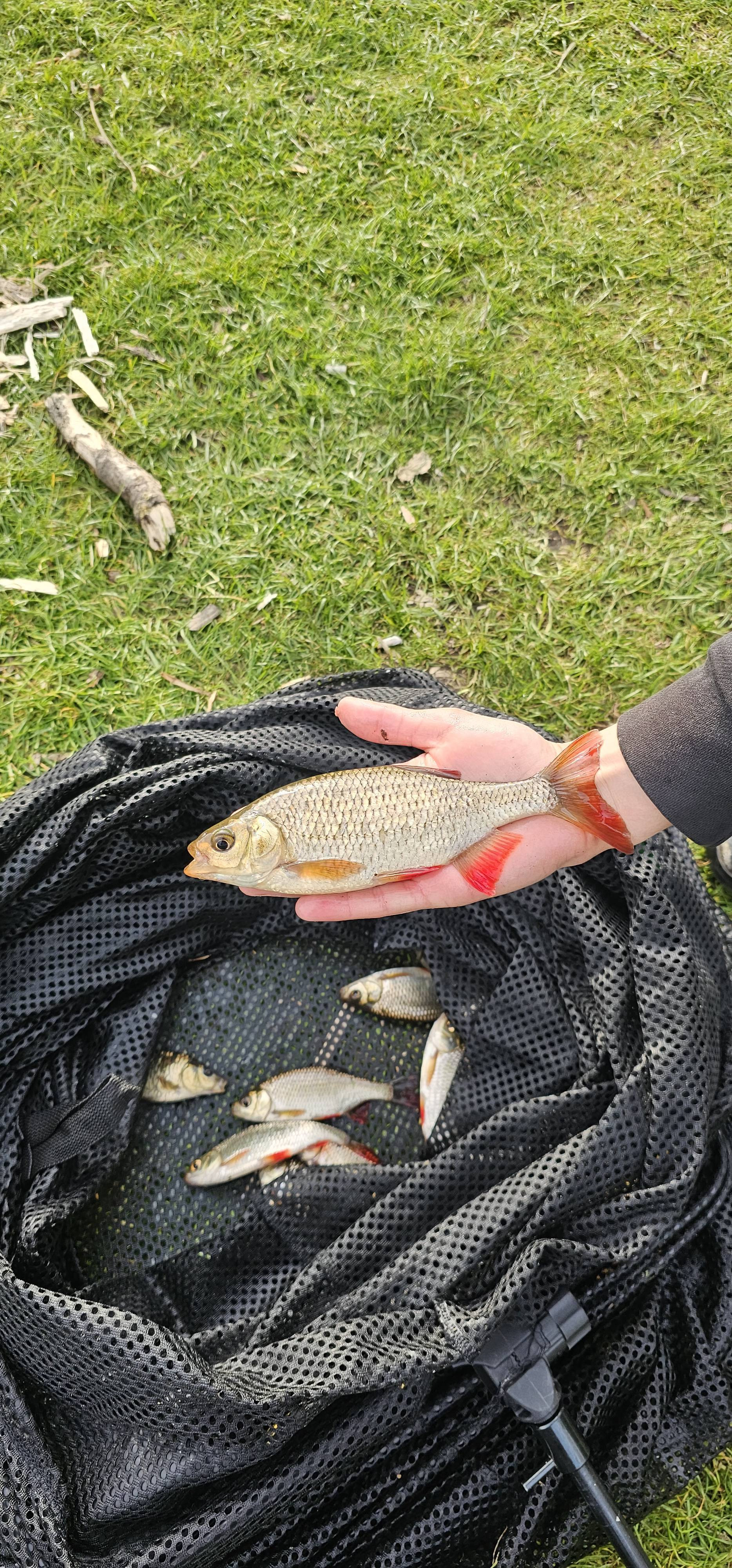 Common rudd in England