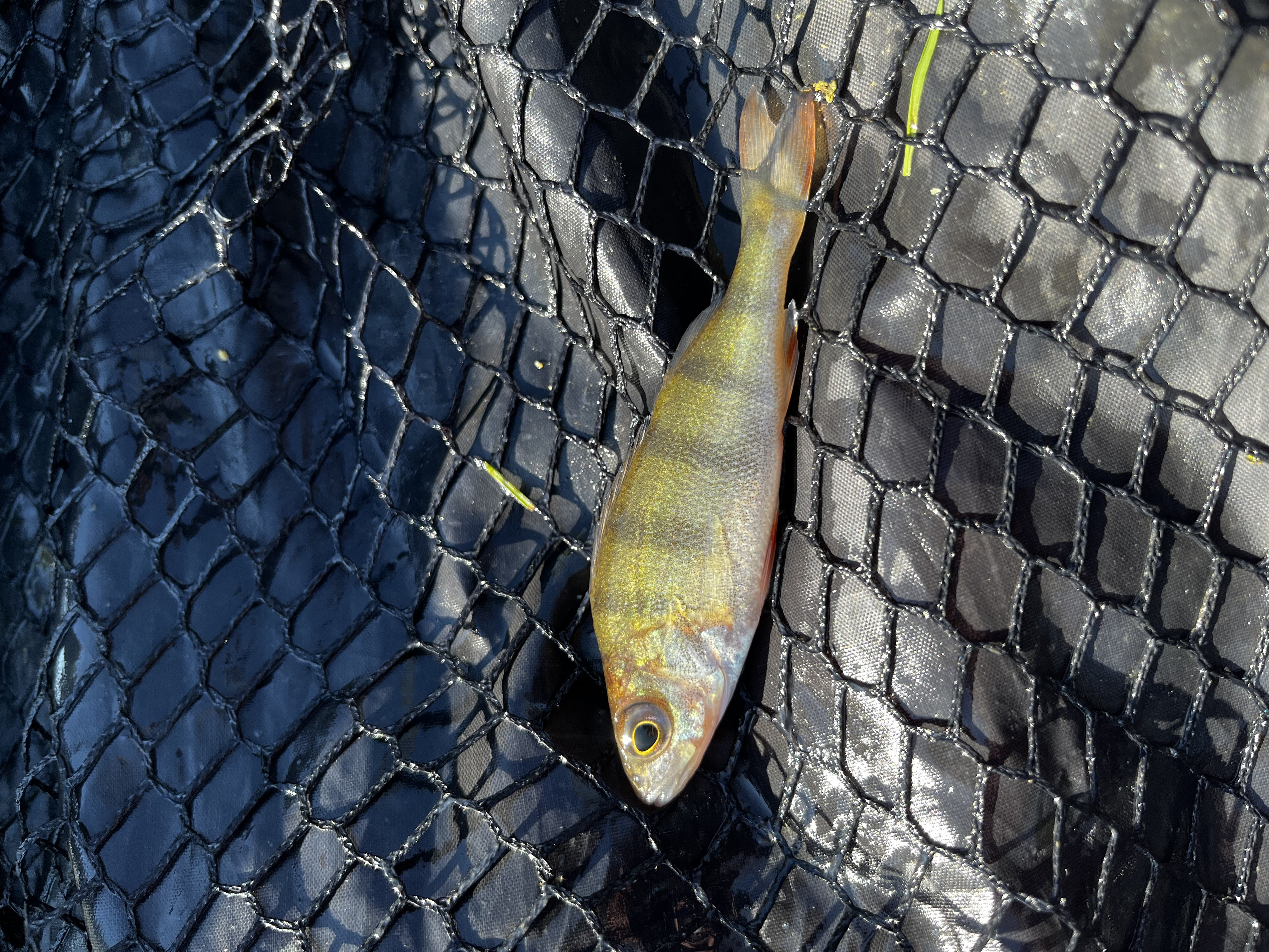 Fishing in England
