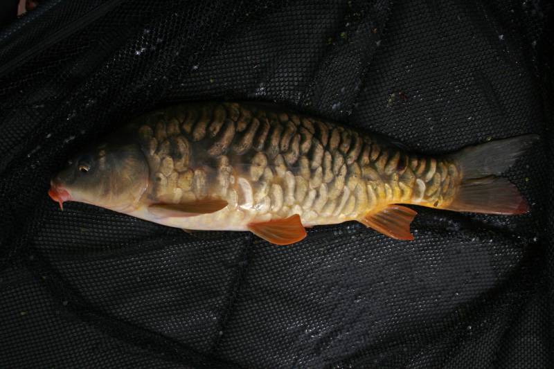 Mirror carp in Bristol