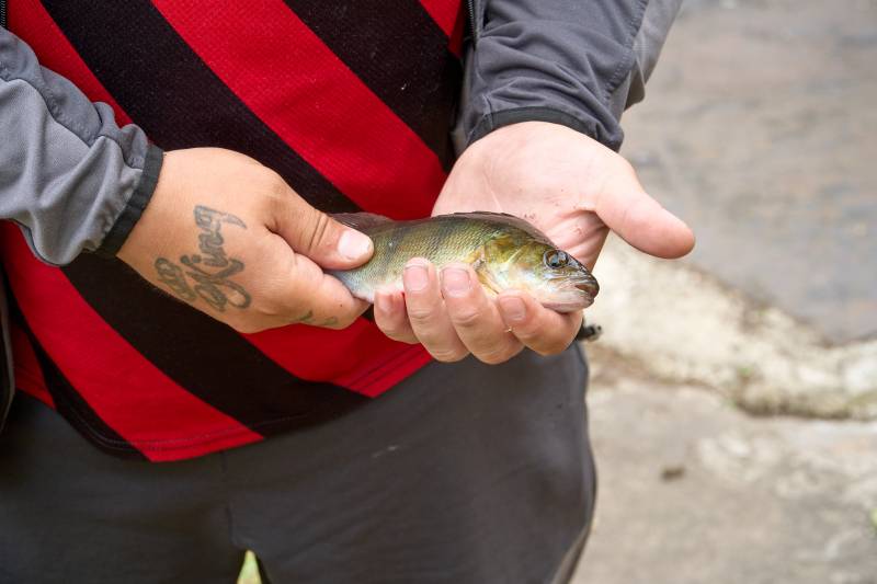 European perch in United Kingdom