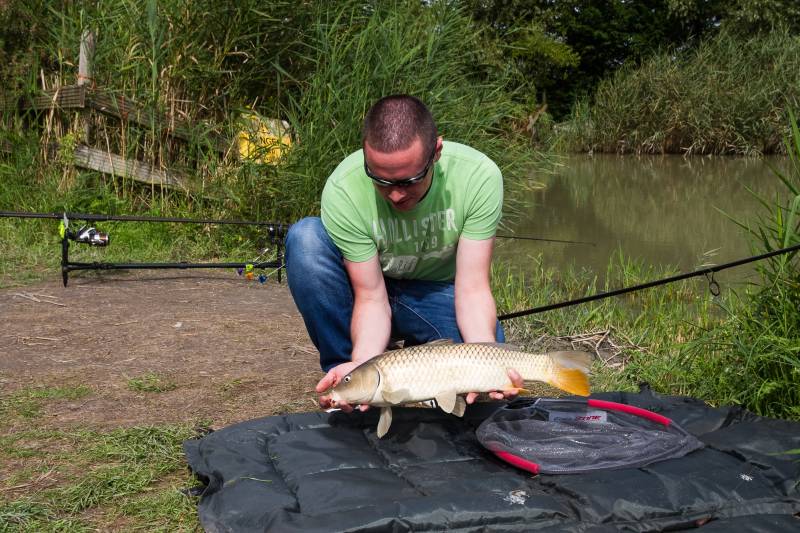 Common carp in Bristol