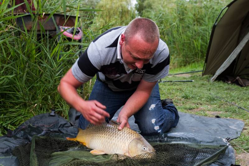 Common carp in Bristol