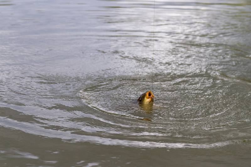 Common carp in Bristol