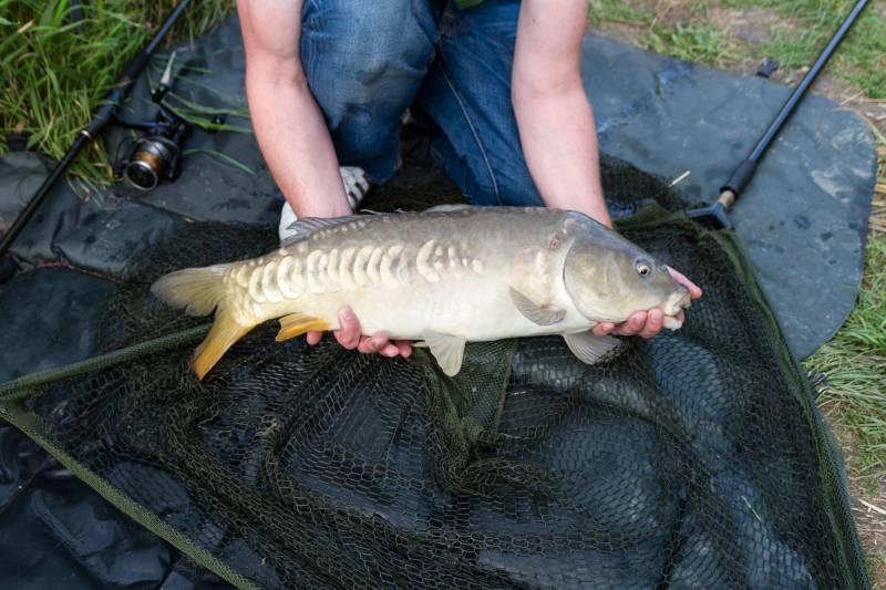 Leather carp in Bristol