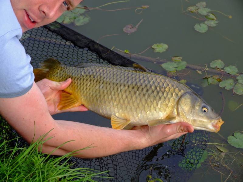 Common carp in Bristol