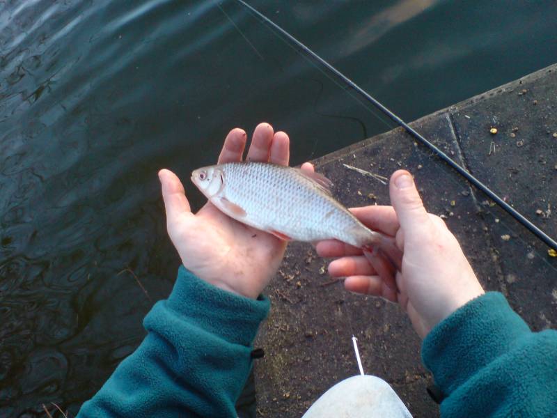 Roach in High Wycombe