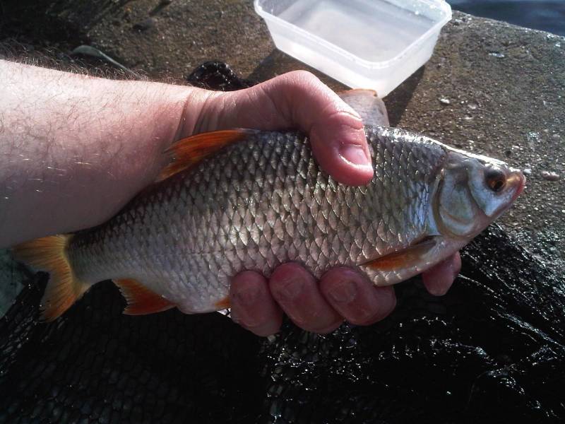 Crucian carp in High Wycombe