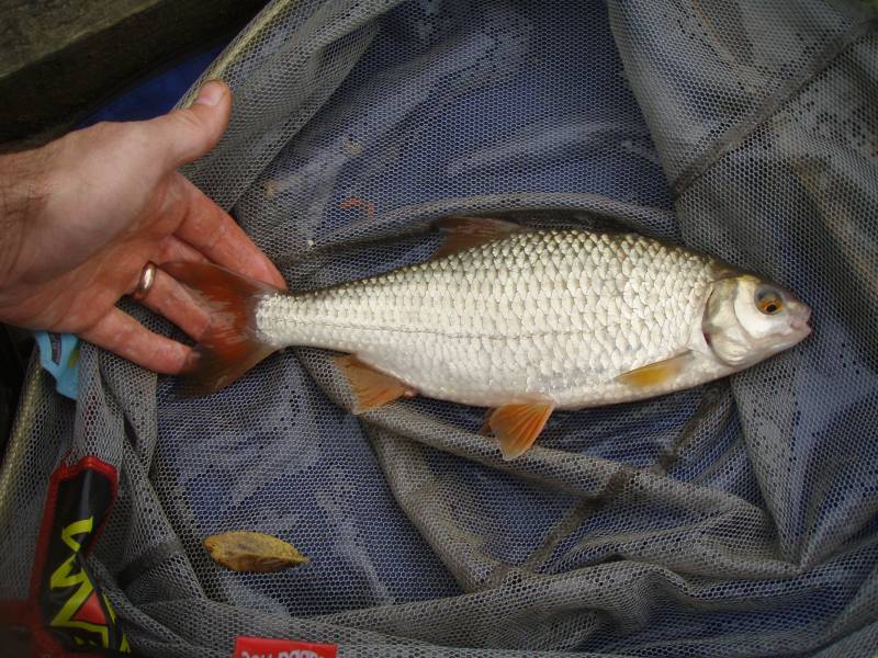 Roach in High Wycombe