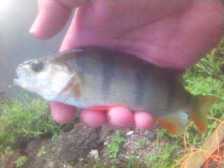 European perch in Burnley