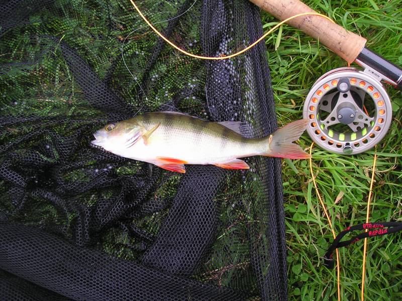 European perch in Burnley