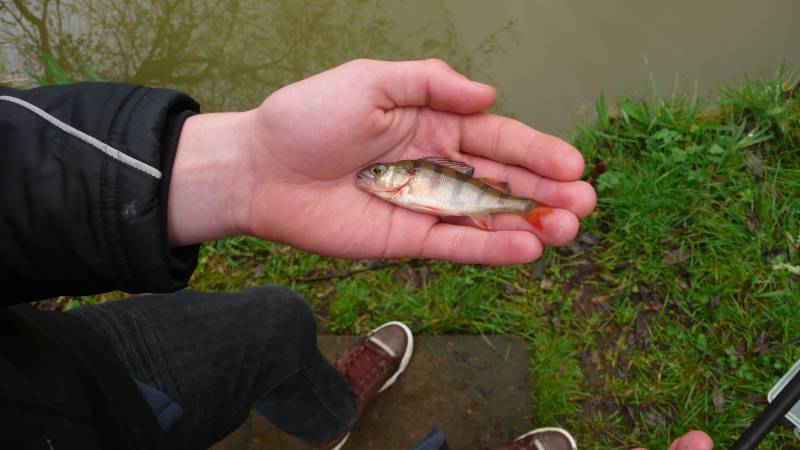 European perch in Derby