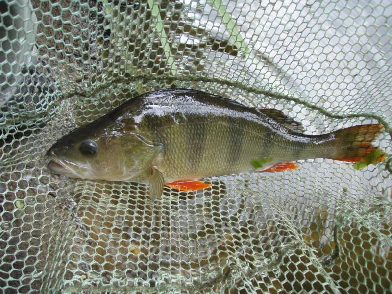 European perch in High Wycombe