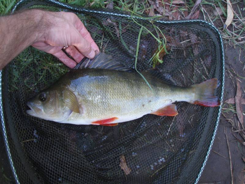 European perch in High Wycombe