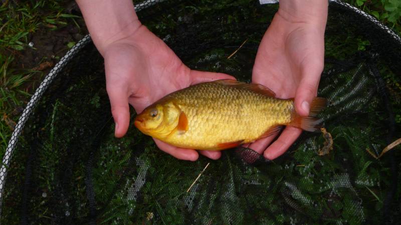 Crucian carp in Derby