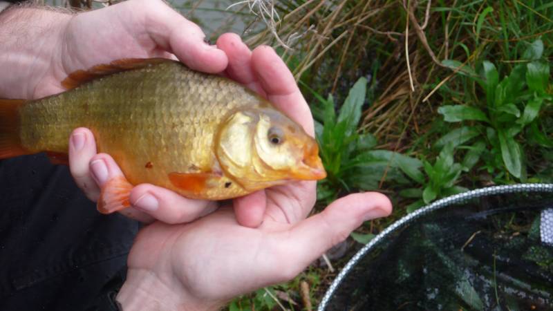 Crucian carp in Derby