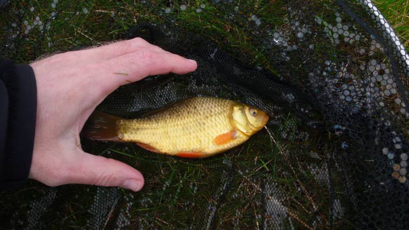 Crucian carp in Derby