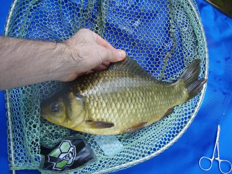 Crucian carp in High Wycombe