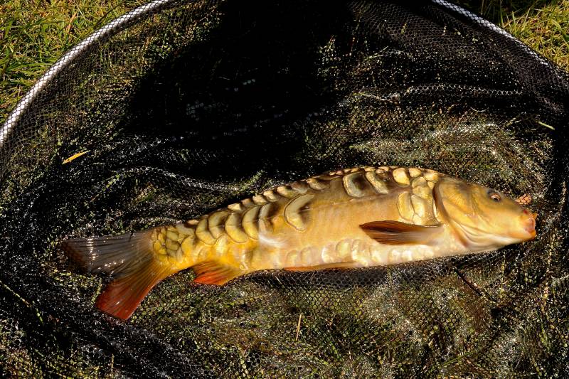 Mirror carp in England