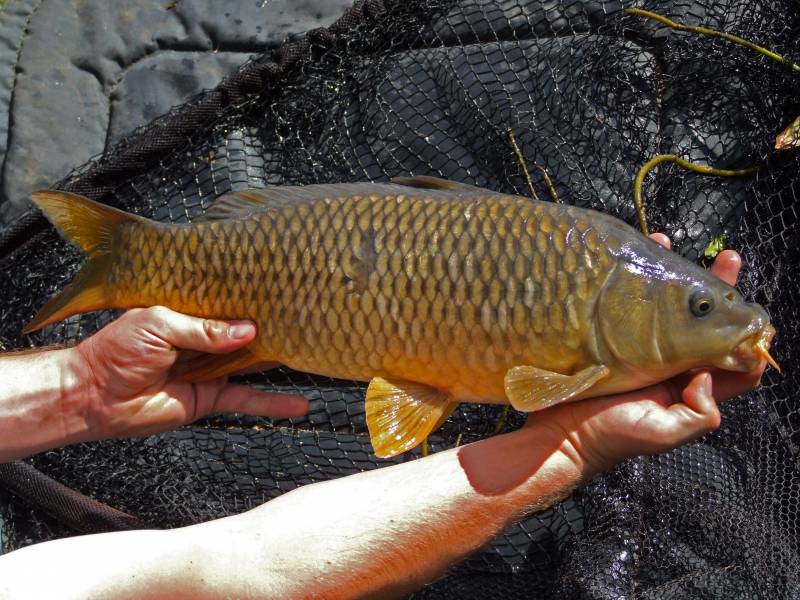 Common carp in Bristol