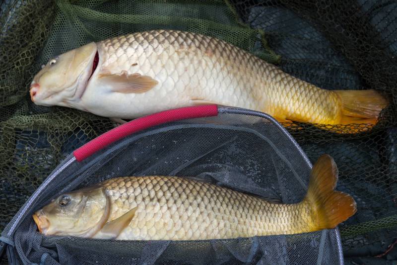 Common carp in Bristol