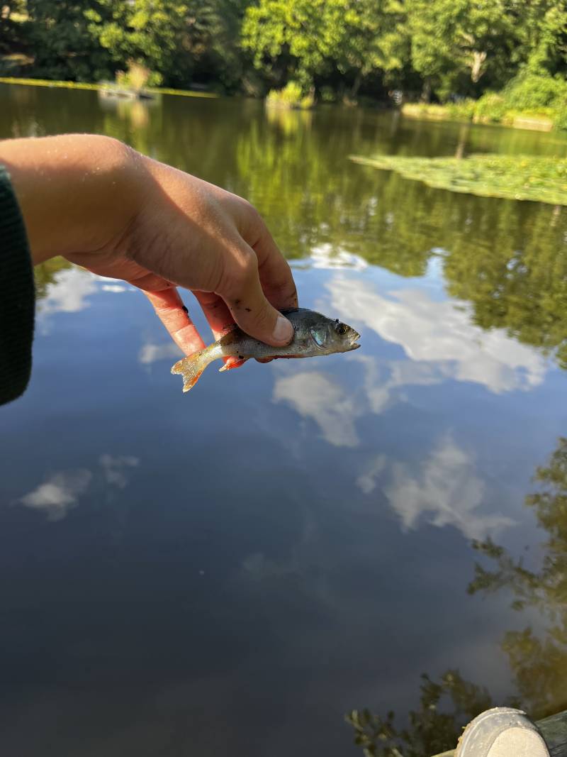 European perch in United Kingdom