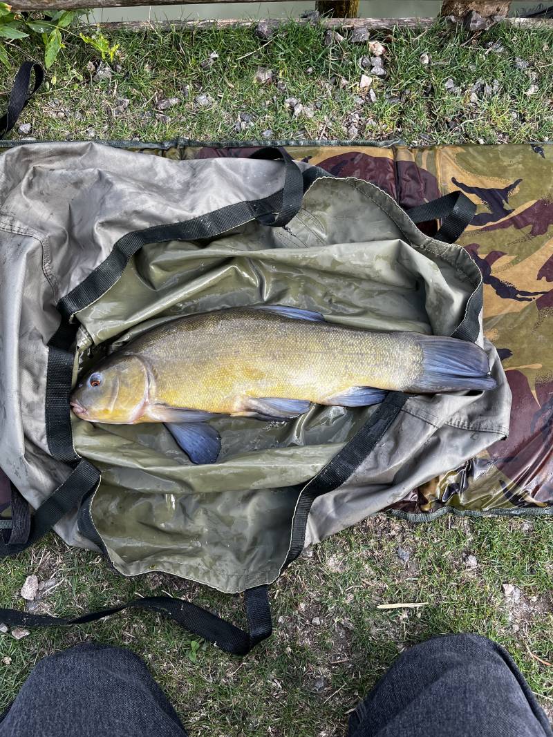 Tench in United Kingdom