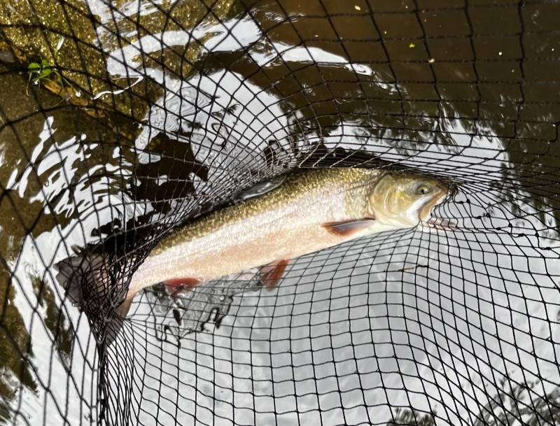 Fishing in United Kingdom