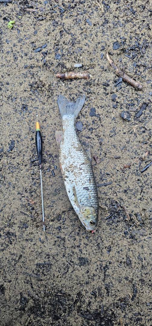 Fishing in United Kingdom