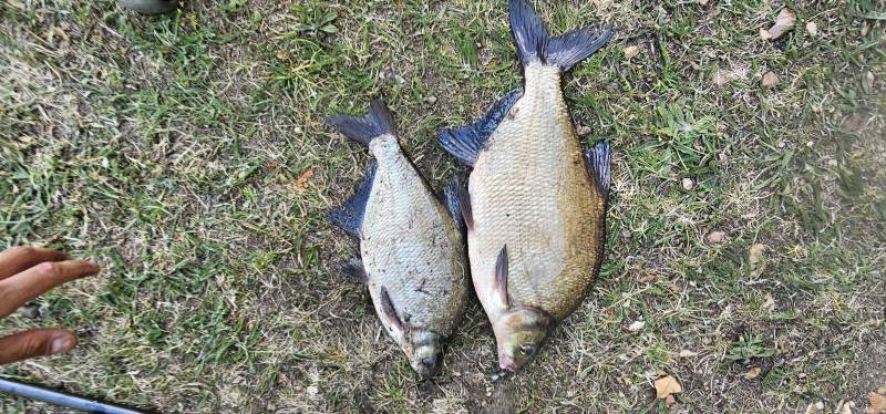 Common bream in United Kingdom