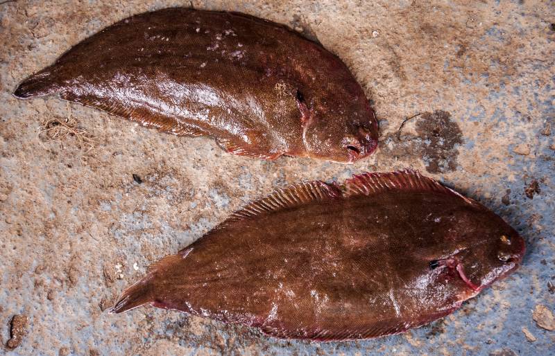 European plaice in United Kingdom