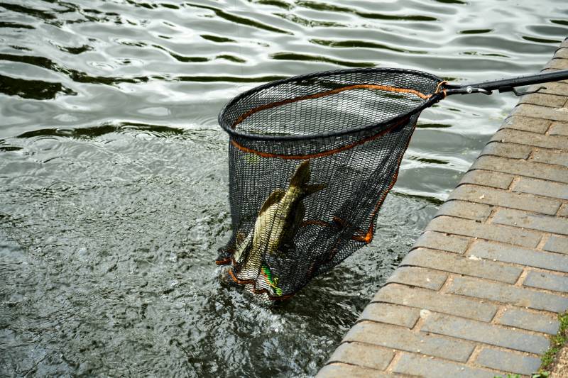 Northern pike in United Kingdom