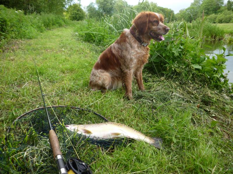 Brown trout in United Kingdom