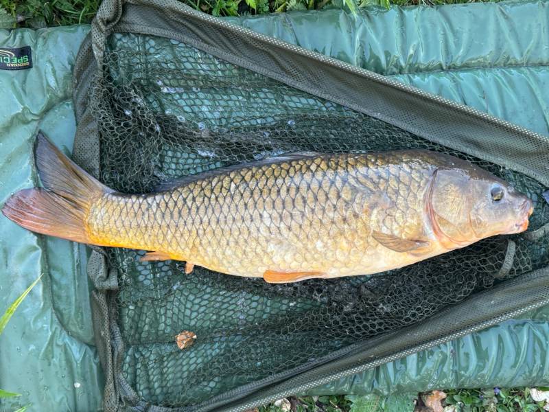 Common carp in Jubilee Lake