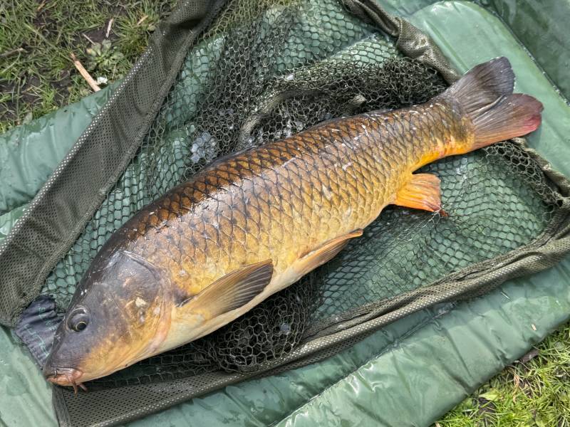 Common carp in Oxford