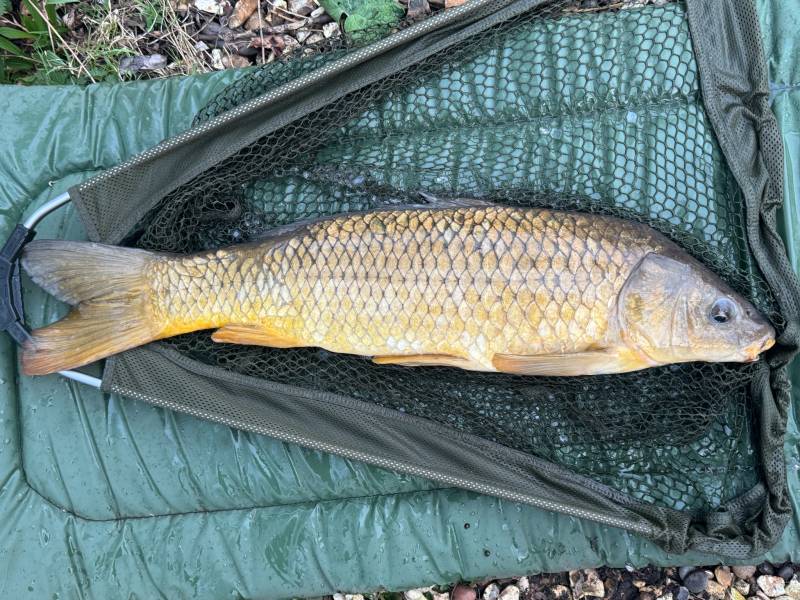 Common carp in Jubilee Lake