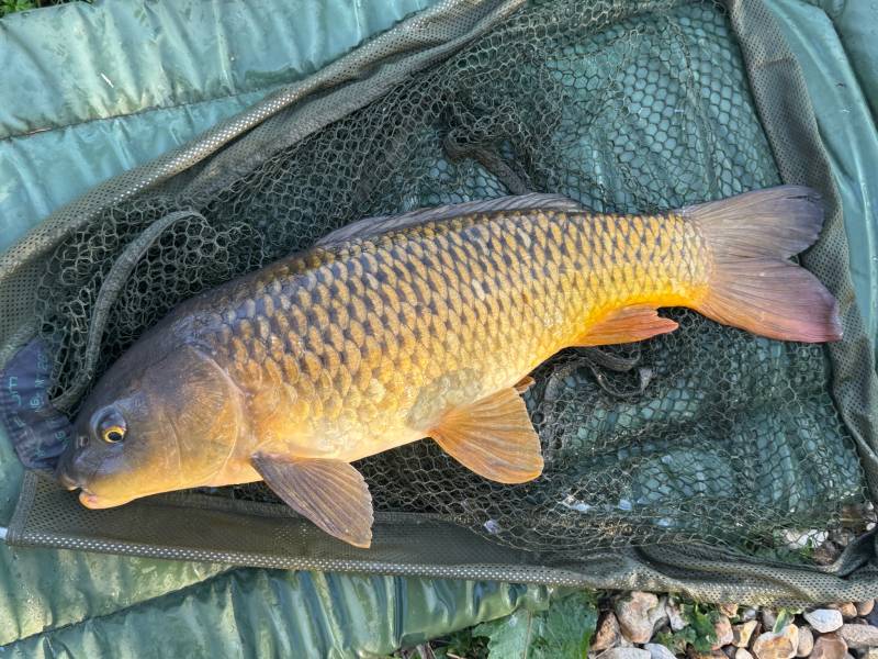 Common carp in Jubilee Lake