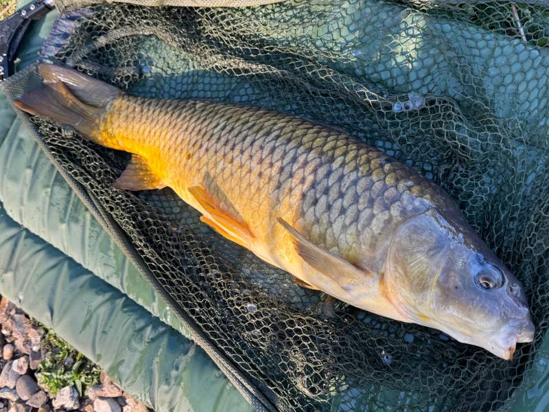 Common carp in Jubilee Lake