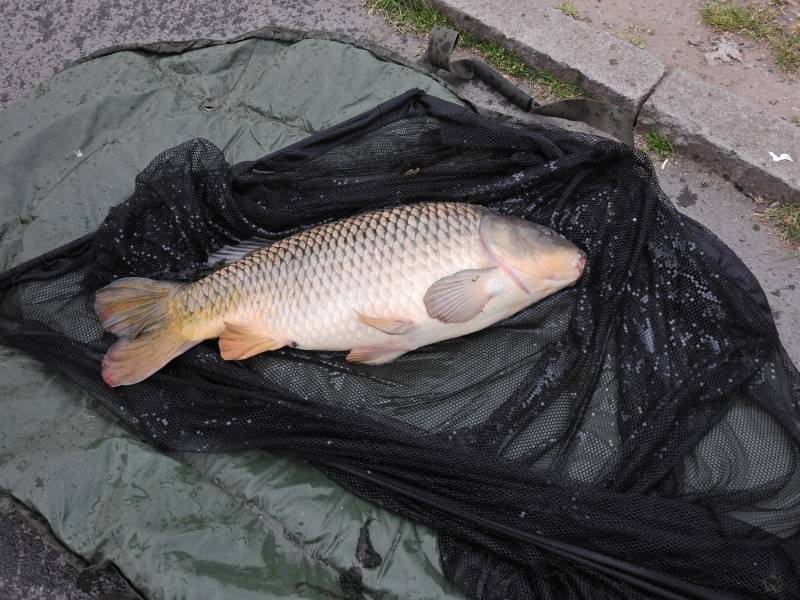 Common carp in Wigan