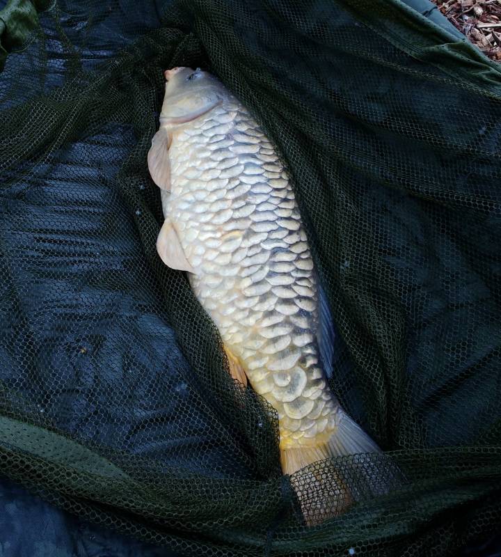 Mirror carp in Oxford