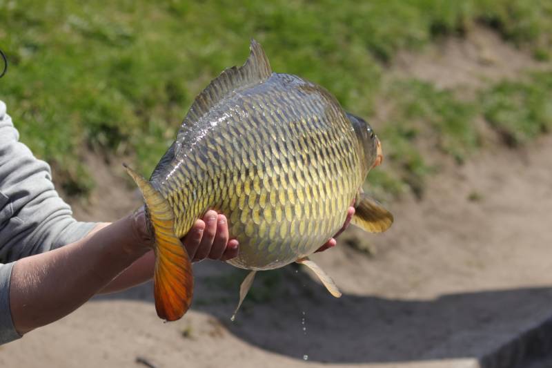 Common carp in Wigan