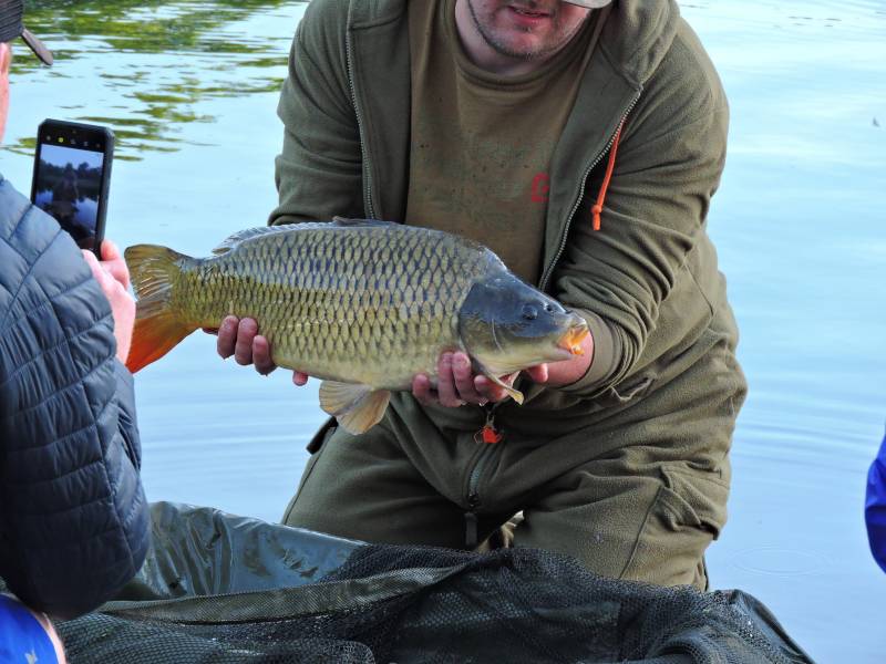 Common carp in Wigan