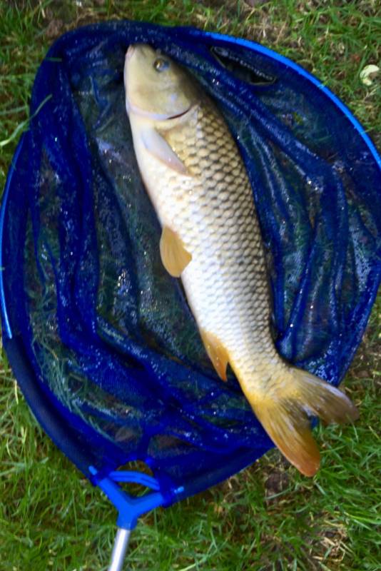 Common carp in Hungerford